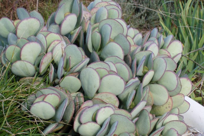 Crassula arborescens 'Silver Dollar'