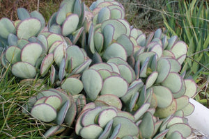 Crassula arborescens 'Silver Dollar'