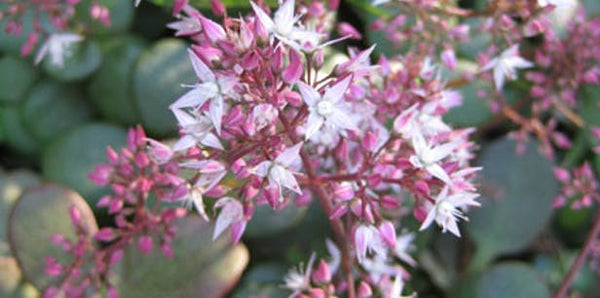 Crassula multicava 'Ngabara'