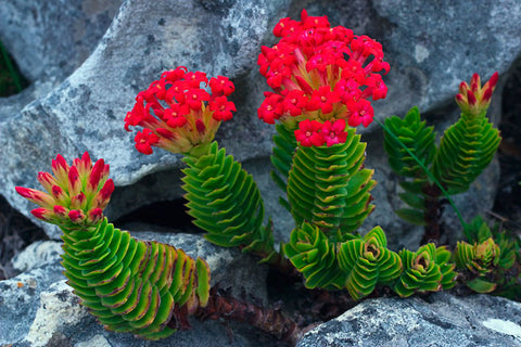 Crassula coccinea