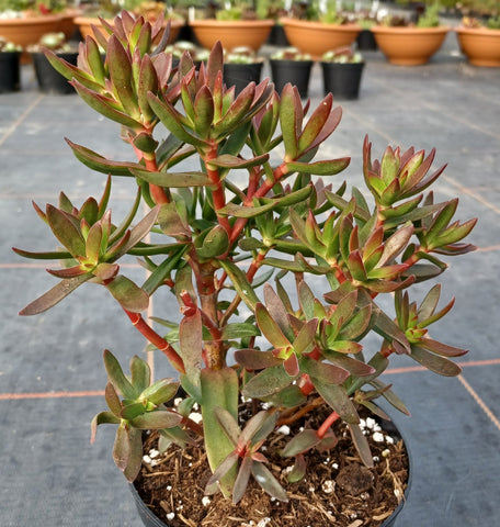 Crassula rubicaulis