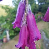 Dierama pulcherrimum