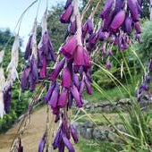 Dierama pulcherrimum