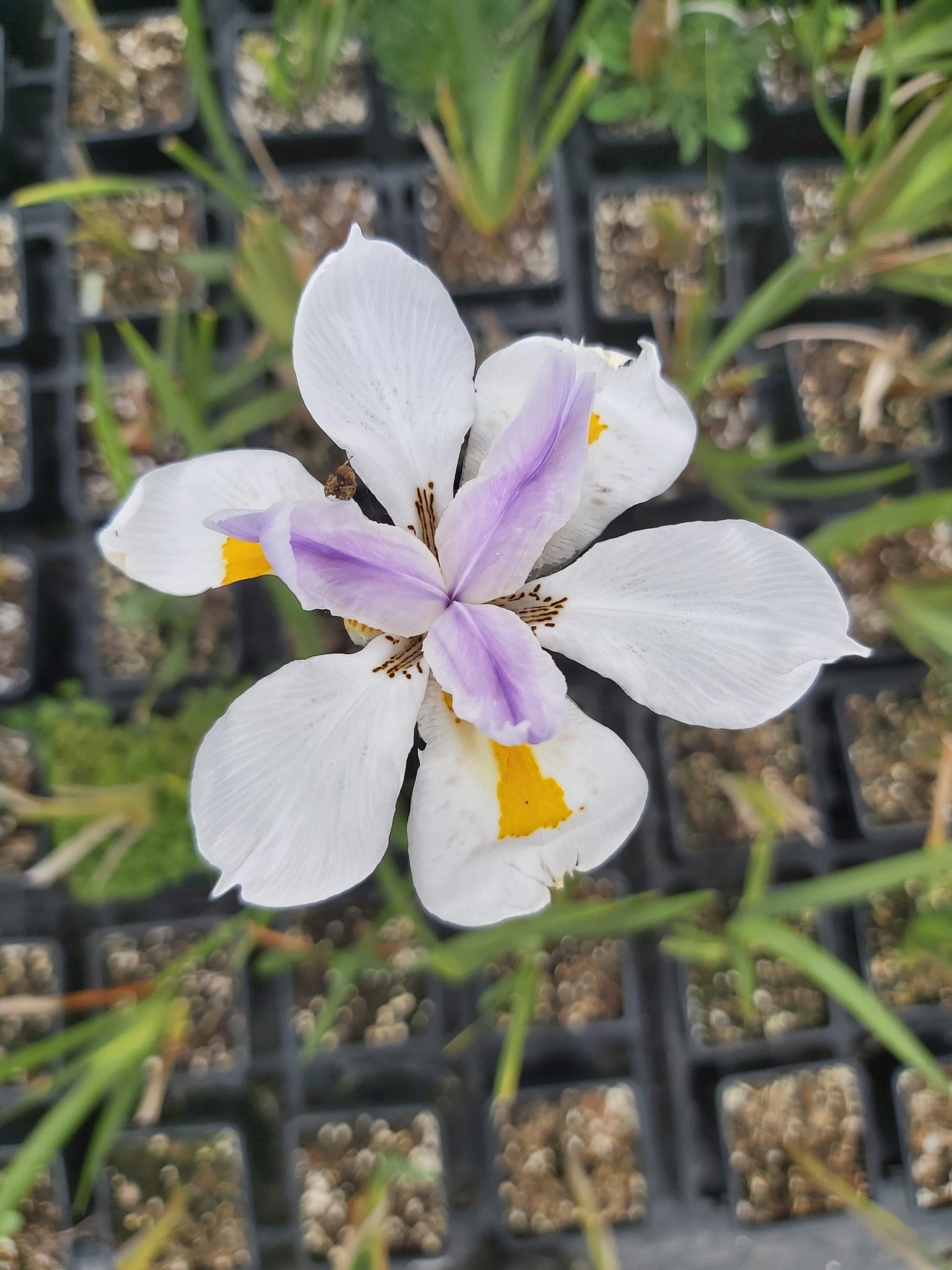 Dietes grandiflora