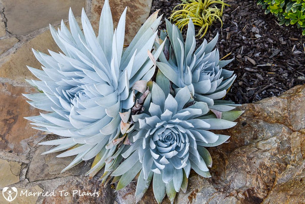 Dudleya brittonii