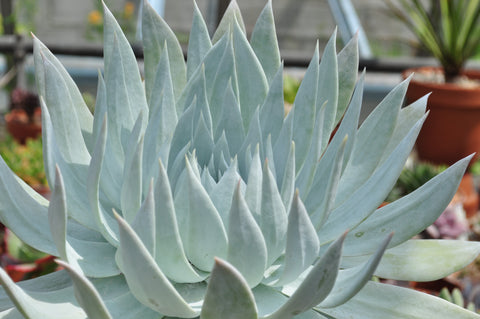 Dudleya brittonii