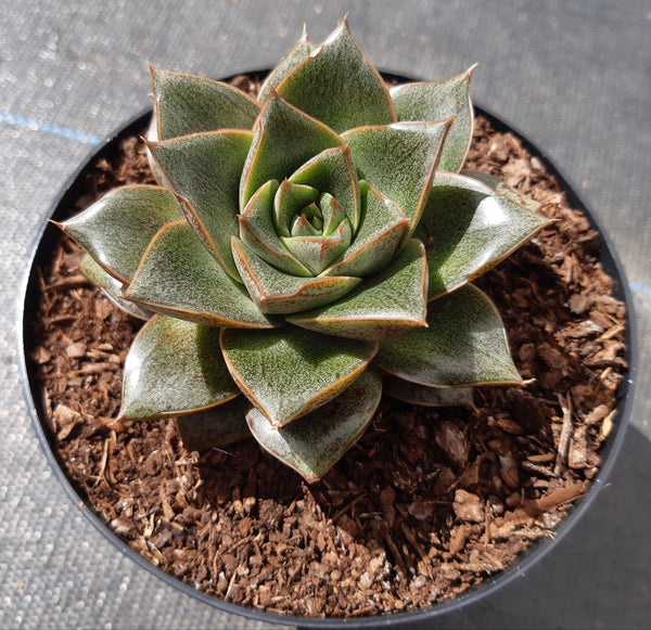 Echeveria purpurea