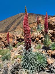 Echium wildpretii