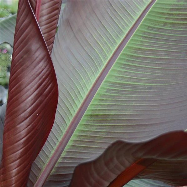 Ensete ventricosum Maurelii