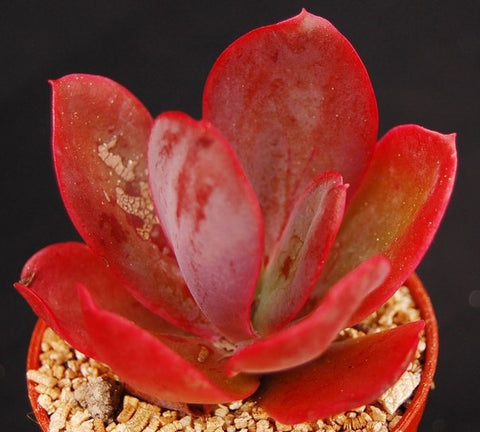 Echeveria 'Fred Wass'