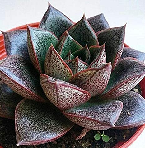 Echeveria purpurea