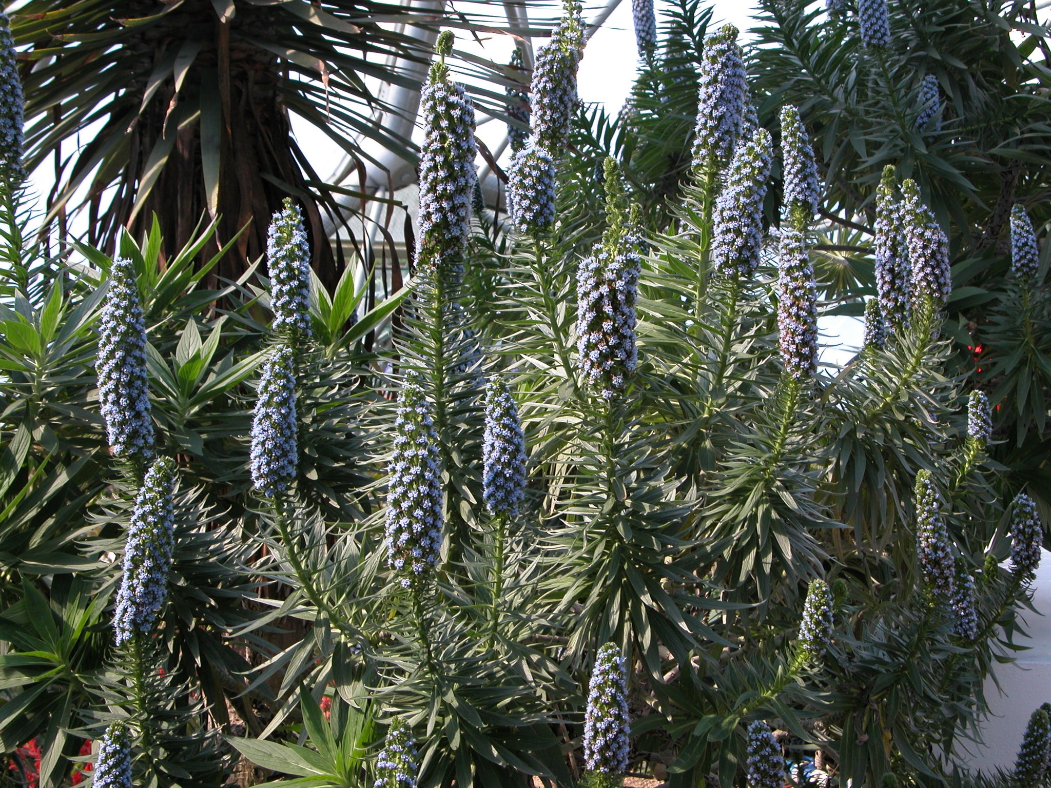 Echium fastuosum