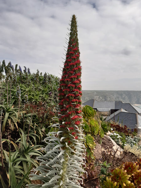 Echium wildpretii