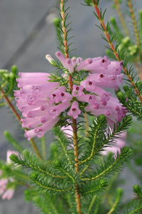 Erica verticillata