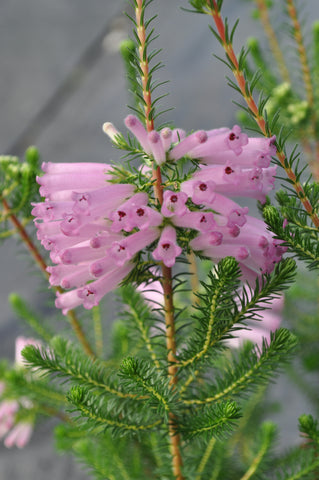 Erica verticillata