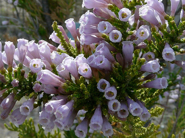 Fabiana imbricata violacea