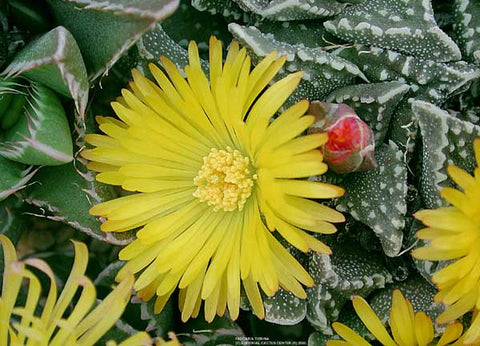 Faucaria taberculosa