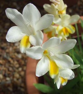 Freesia fucata