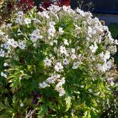Geranium maderense 'Guernsey White'