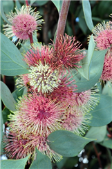 Hakea petiolaris