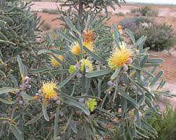 Hakea cinerea