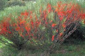 Hakea orthorrhyncha