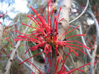 Hakea orthorrhyncha