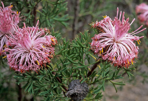 Isopogon dubius