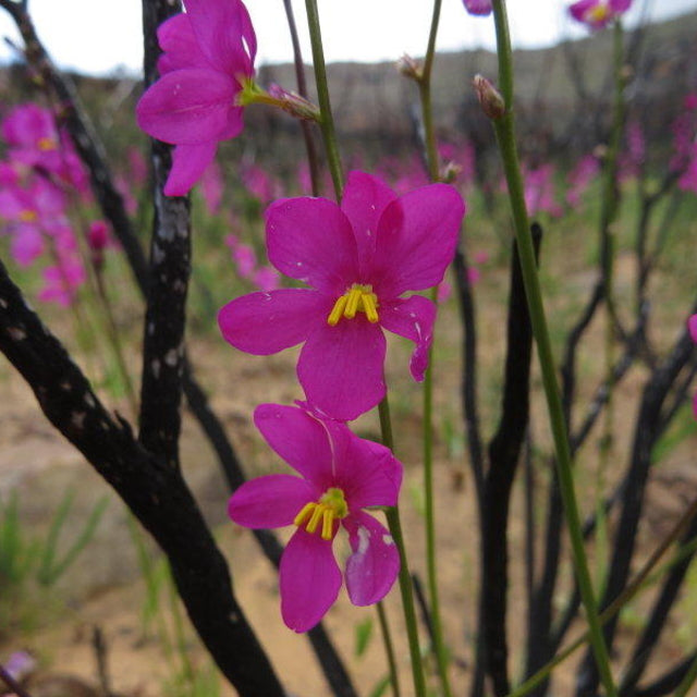 Ixia latifolia