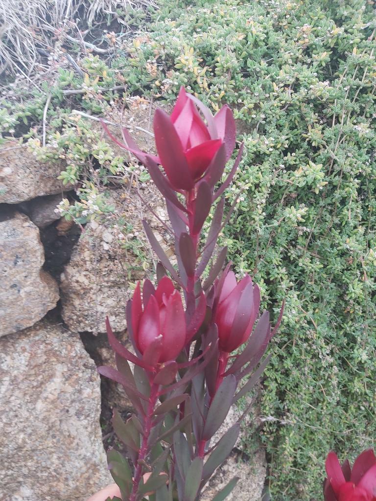 Leucadendron 'Safari Sunset'