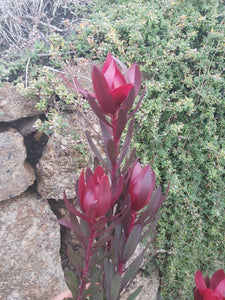 Leucadendron 'Safari Sunset'