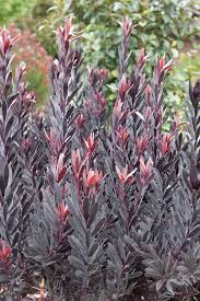 Leucadendron 'Burgundy Sunset'
