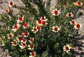 Leucadendron discolor