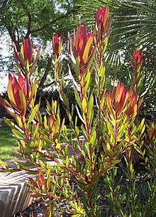 Leucadendron salignum 'Red'