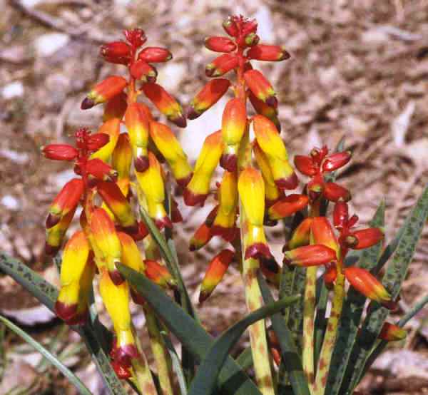 Lachenalia aloides var. Aurea