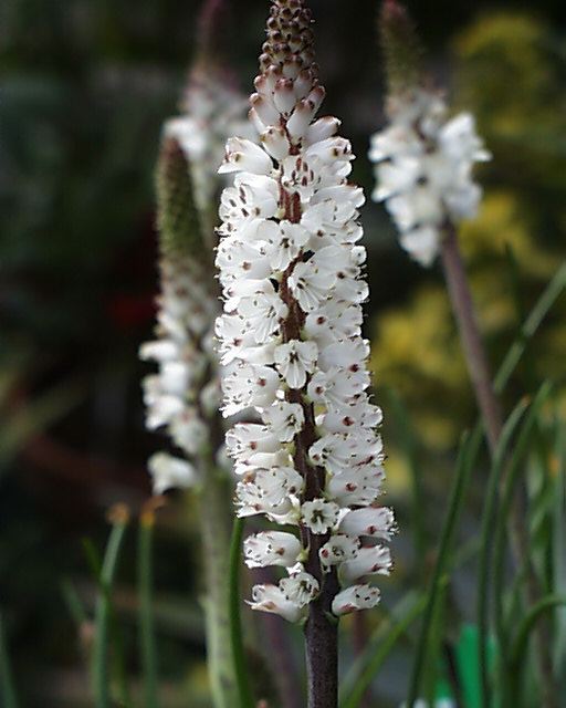Lachenalia contaminata