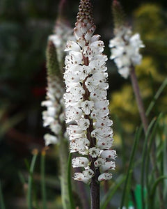 Lachenalia contaminata