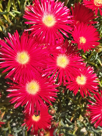 Lampranthus 'Tresco Fire'