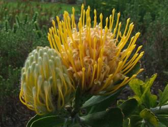 Leucospermum cuneiforme