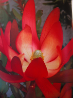 Leucadendron 'Safari Sunset'