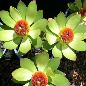 Leucadendron laureolum