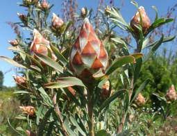 Leucadendron rubrum