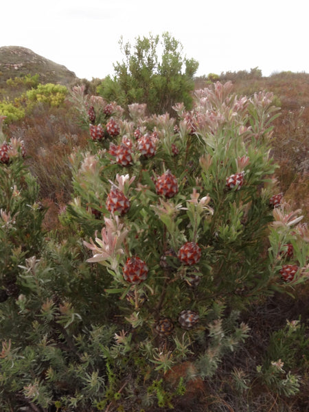 Leucadendron rubrum