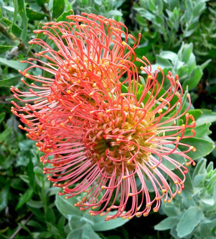 Leucospermum cordifolium 'Orange form'