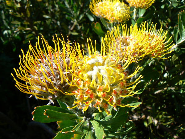 Leucospermum cuneiforme