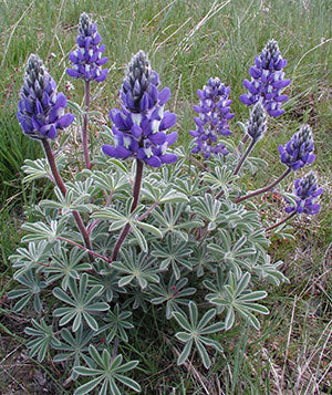 Lupinus lepidus