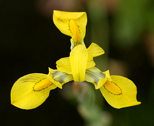 Moraea huttonii