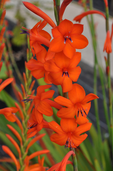 Watsonia 'Tresco hybrids'