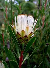 Protea aurea