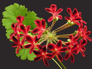 Pelargonium ardens